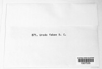 Uromyces viciae-fabae image